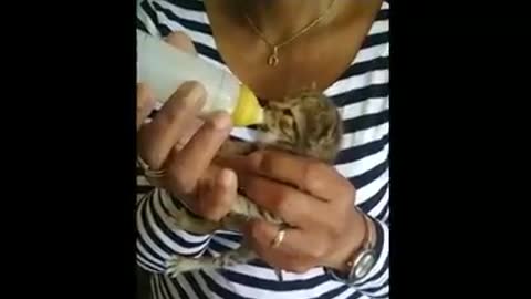 This kitten's mother passed away so we feed it with suitable milk from pet supply stores