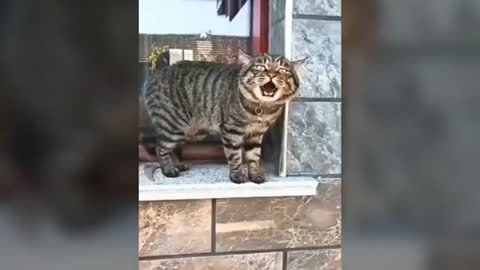 best funny cat videos speak cats