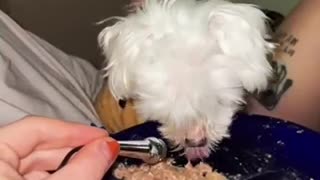 dog with no teeth enjoys his food