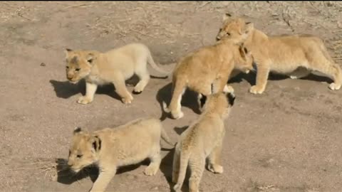 Baby lion cubs catting with mom