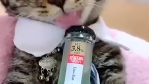 A cat tries to open a bottle with a funny way