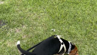 Rocky the beagle Hunting for bunnies