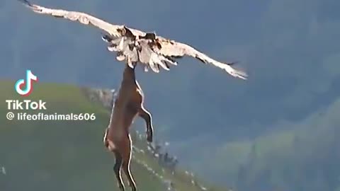 Eagle Carries Full Grown Deer