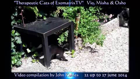 Dutch-English Therapeutic Cats of ExomatrixTV - 'Anti Stress' Relaxation Video!