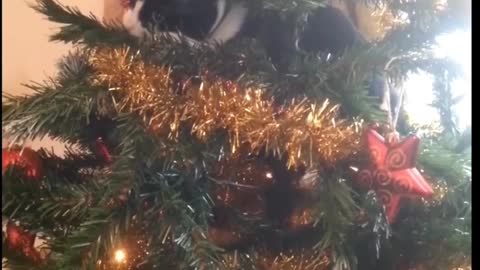 How do pet cats enjoy Christmas!