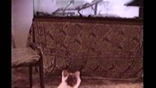 Curious Cat Scared By Pet Caiman Alligator In Aquarium Tank