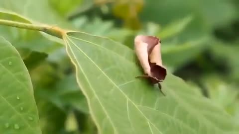 🔥 This moth has evolved a spectacular optical illusion to avoid predation 🔥