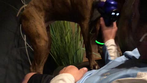 Dog Enjoys Delightful Massage