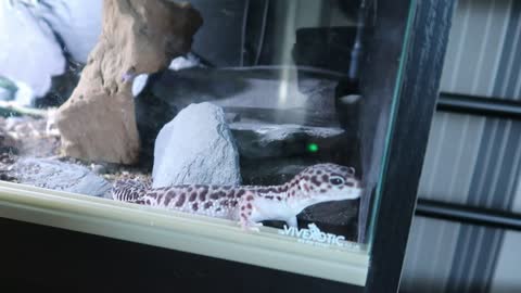 Gecko tries to climb out of tank while I eat Ice cream