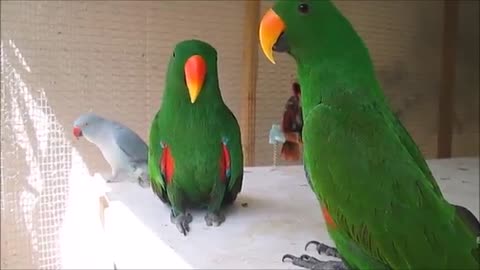 See How Funny Birds And Parrots Can Be When Talking And Singing