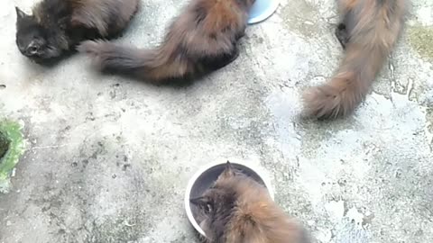 time for the cat to eat