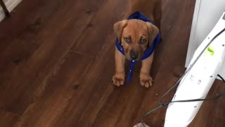 Puppy Rudy prevents floor mopping