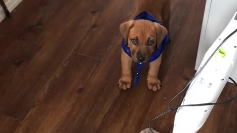 Puppy Rudy prevents floor mopping