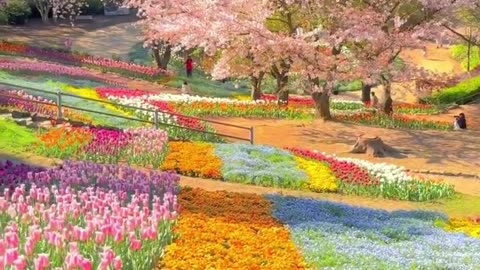 Spring in Japan more amazing videos please follow me