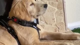 Puppy tries to catch a fly