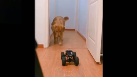 dog versus remote control car - animal funny cute