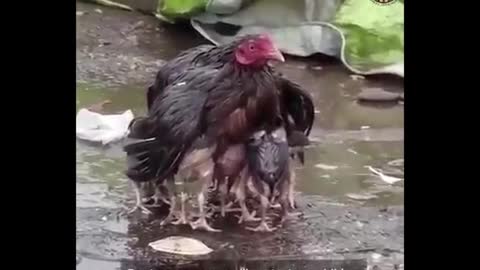 The chicken hides its birds from the rain
