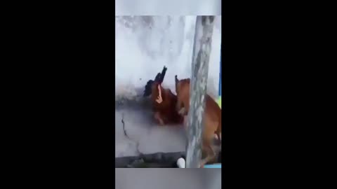 #shorts Short funny 😜🤷‍♂️🐱‍🚀 BEST FIGTH EVER COCK VS DOG