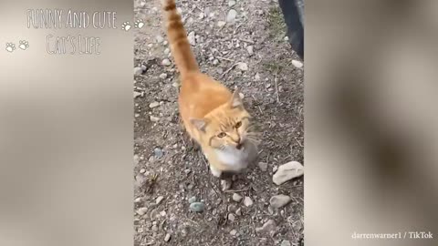 Funny angry cats🤣🤣 don't mess with these cats
