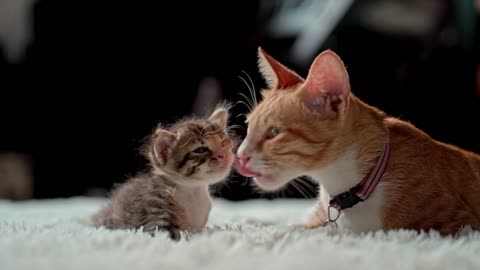 Mother cat licking her daughter