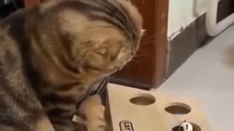 Confused Cat #Funny #Video