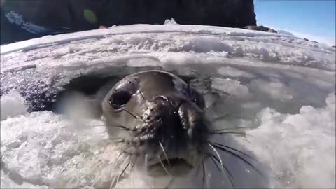 Curious Weddell seal pup