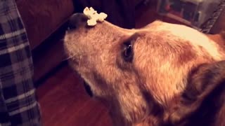 Dow with popcorn on nose