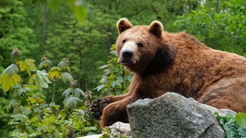 Superb Bears in the Wild |Beautiful nature video | wild creature lovely video | Bears | Creature