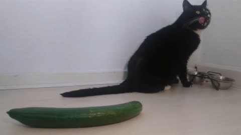 Mystery solved: That's why cats really are scared of cucumbers!
