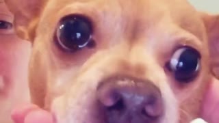 Angry chihuahua bites