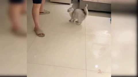 Funny Kitty Play With Owner