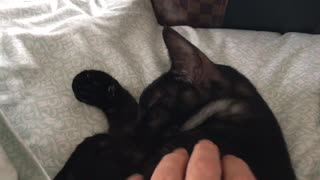Beautiful sleepy Black cat