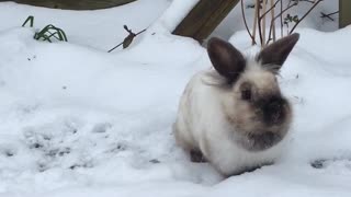 Adorable bunny leaps around in the snow!