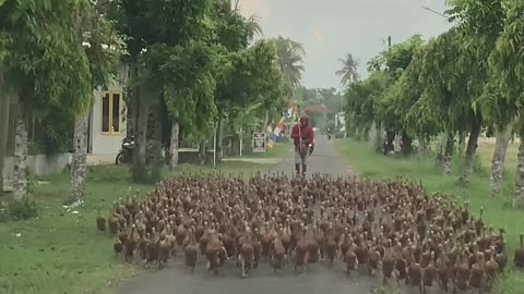 Car Stopped By Flood of Migrating Ducks