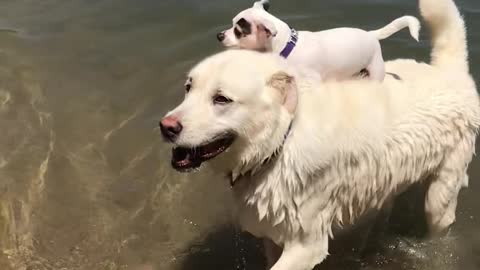 Little Guy Stays High and Dry