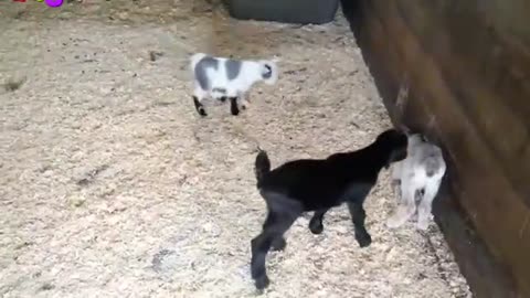 Funny animals video