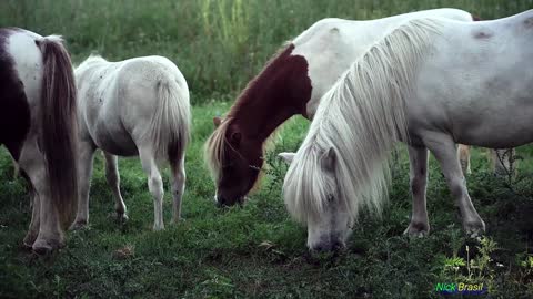 Sound of neighing horses