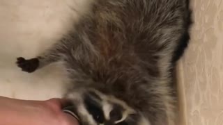 smart raccoon in my house wants to play