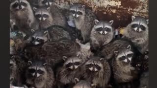 Guy Finds Insane Number Of Cute Raccoons Stuck Inside Dumpster