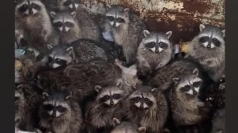 Guy Finds Insane Number Of Cute Raccoons Stuck Inside Dumpster