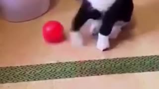 Funny animals moments videos 2022