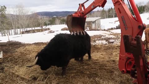 Toro se rasca el lomo con una excavadora