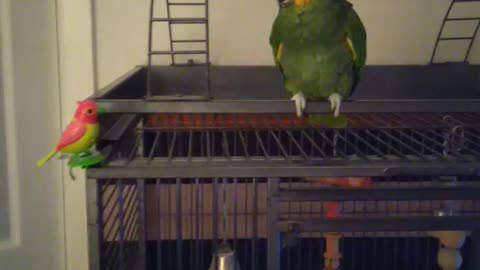 Eric the parrot