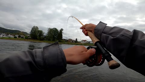 Crazy fight with salmon