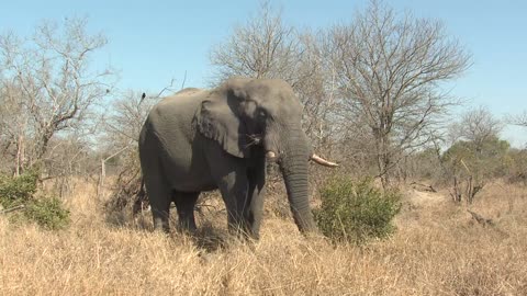 african elephant adult lone eating grazing dry season using trunk prehensile grabbing grass