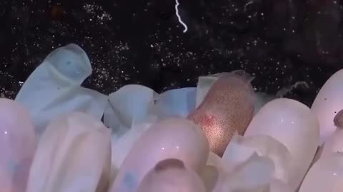 The amazing sight of newborn octopuses swimming away from their eggs!