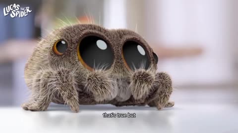 Lucas the Spider2