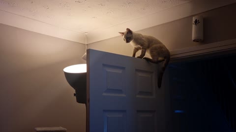 Kitten uses door as a climbing frame