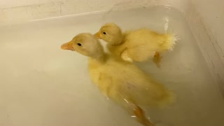 Super cute ducklings instinctively go for evening swim