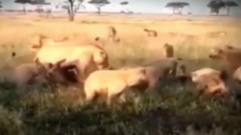 When lions and hyenas clash head-to-head